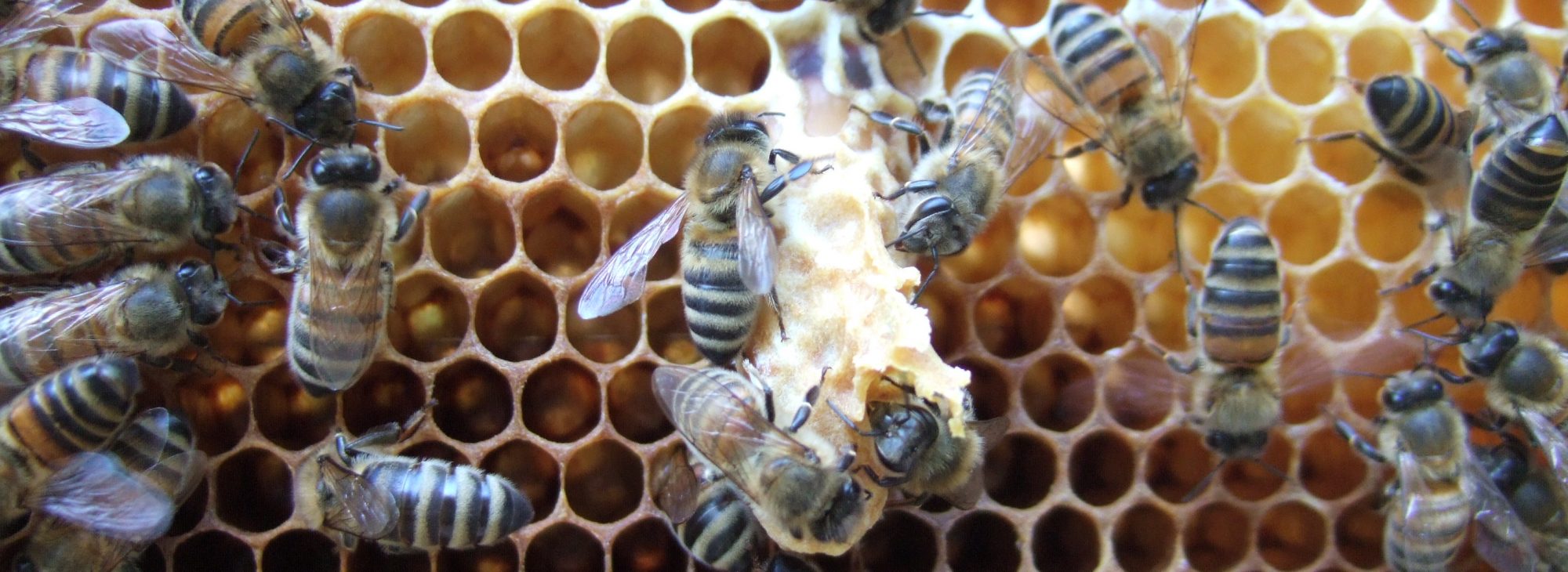 Bienenzuchtverein  Langen und Umgebung e.V.